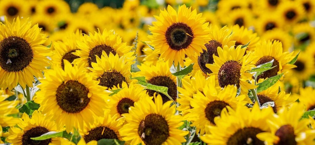 sunflowers, flowers, sunflower field-3792914.jpg